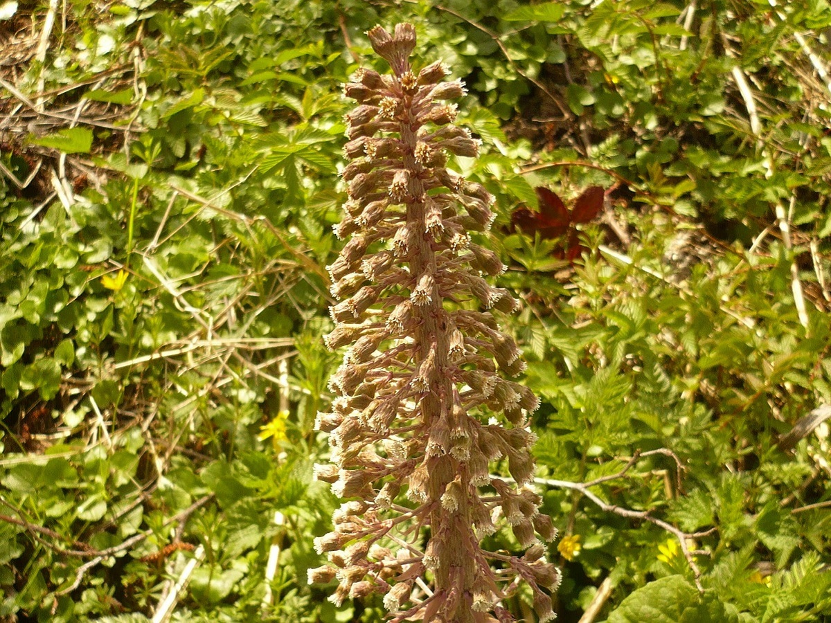 Petasites hybridus (Asteraceae)